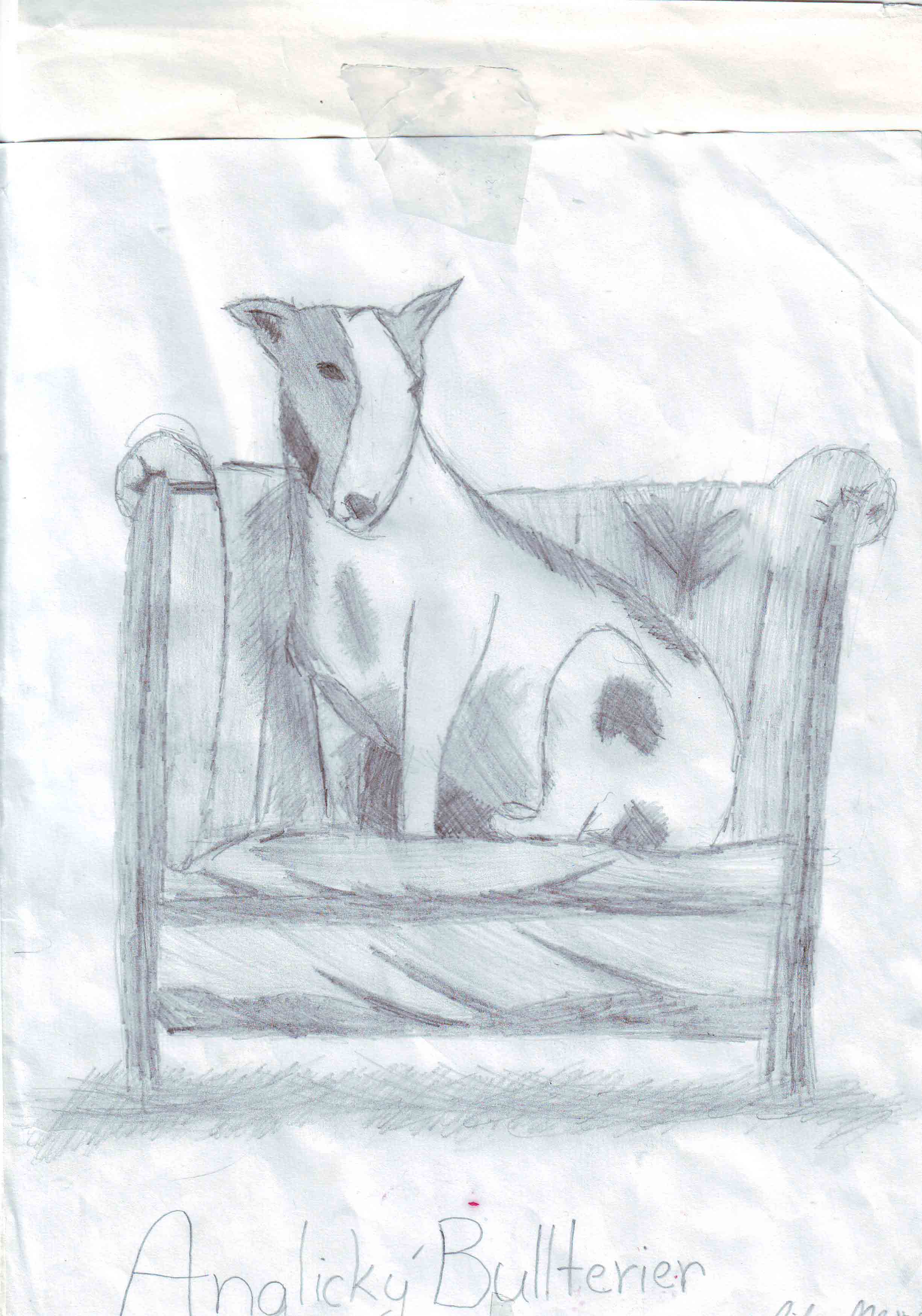 Bull0001.JPG